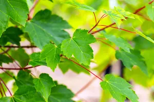 Acer rubrum 'October Glory' - STDS 4-6 CM C20 - image 2