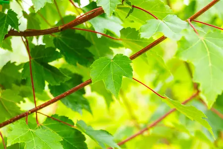 Acer rubrum 'October Glory' - STDS 4-6 CM C20 - image 4