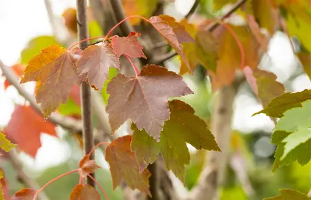 Acer rubrum 'October Glory' - STDS 4-6 CM C20 - image 1