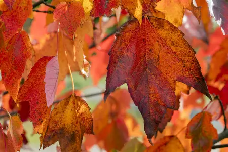 Acer rubrum 'Red Sunset' - 50-60 CM C4 - image 1