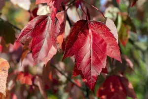 Acer rubrum 'Red Sunset' - 50-60 CM C4 - image 2