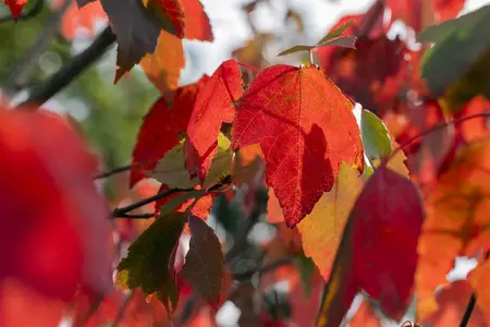 Acer rubrum 'Red Sunset' - 50-60 CM C4 - image 3