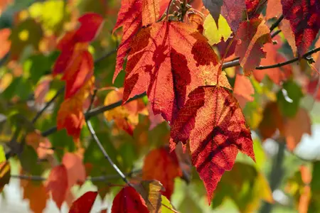 Acer rubrum 'Red Sunset' - 50-60 CM C4 - image 4