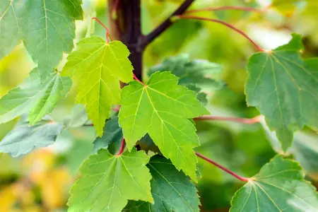 Acer rubrum 'Red Sunset' - 50-60 CM C4 - image 5