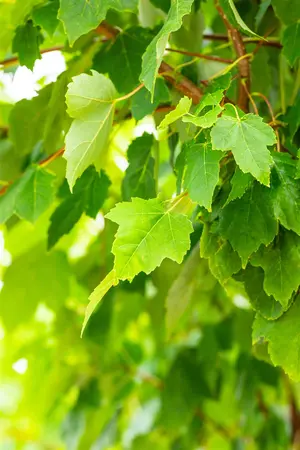 Acer rubrum 'Scanlon' - 100-125 CM BR