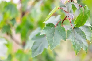 Acer rubrum 'Summer Red'