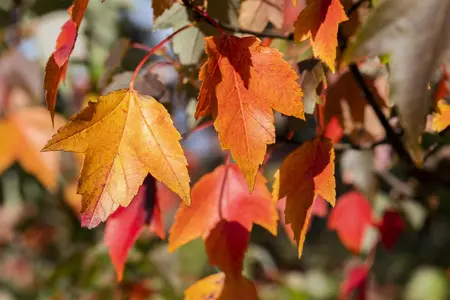 Acer rubrum 'Sun Valley' - STDS 6-8 CM - image 1