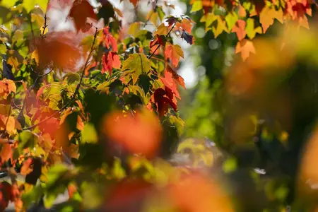 Acer rubrum 'Sun Valley' - STDS 6-8 CM - image 2