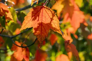 Acer rubrum 'Sun Valley' - STDS 6-8 CM - image 3