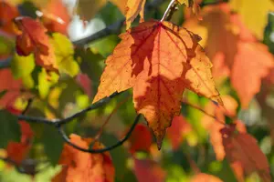 Acer rubrum 'Sun Valley' - STDS 6-8 CM - image 4