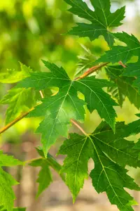 Acer saccharinum - 40-60 CM - image 2