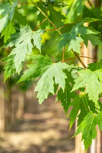 Acer saccharinum - 40-60 CM - image 4