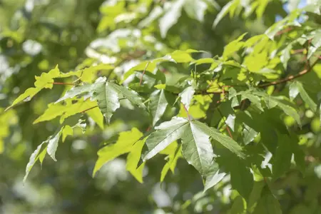 Acer saccharinum - 40-60 CM - image 1