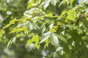 Acer saccharinum