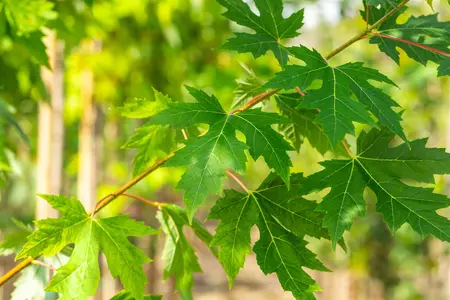 Acer saccharinum - 40-60 CM - image 3