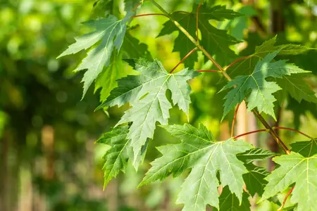 Acer saccharinum - 40-60 CM - image 5