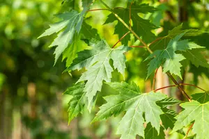 Acer saccharinum - 40-60 CM - image 5