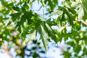 Acer saccharinum  'Laciniatum Wieri'