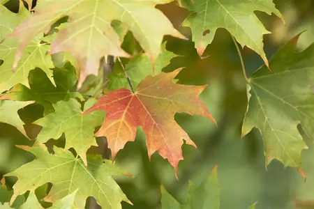 Acer saccharum - 250-300 CM C130 - image 1