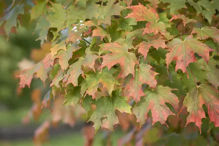 Acer saccharum - 250-300 CM C130 - image 2