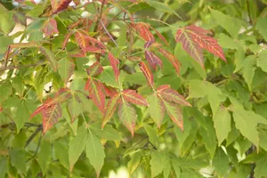 Acer saccharum - 250-300 CM C130 - image 4