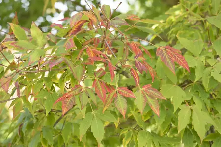 Acer saccharum - 250-300 CM C130 - image 5