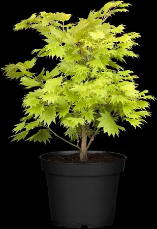 Acer shiras. 'Aureum' - 20-25 CM C3 - image 4