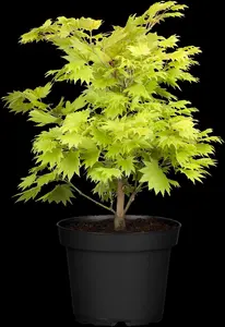 Acer shiras. 'Aureum' - 20-25 CM C3 - image 4