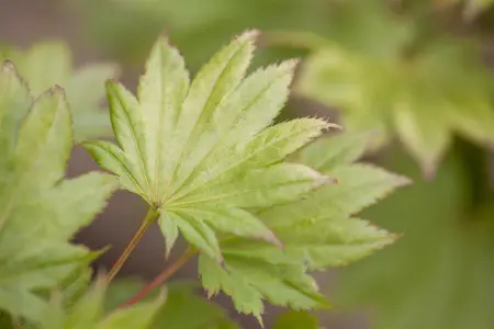 Acer shiras. 'Aureum' - 20-25 CM C3 - image 1