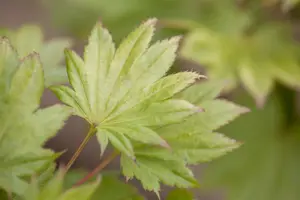 Acer shiras. 'Aureum'