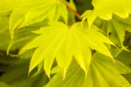 Acer shiras. 'Aureum' - 20-25 CM C3 - image 2