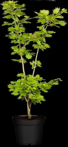 Acer shiras. 'Aureum' - 20-25 CM C3 - image 3