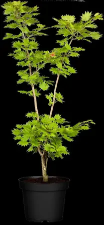 Acer shiras. 'Aureum' - 90 CM STEM C25 - image 3