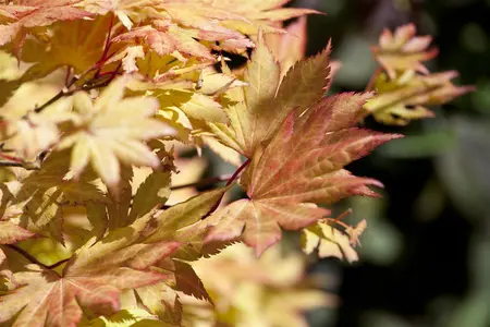 Acer shiras. 'Autumn Moon' - 20-25 CM C3 - image 4