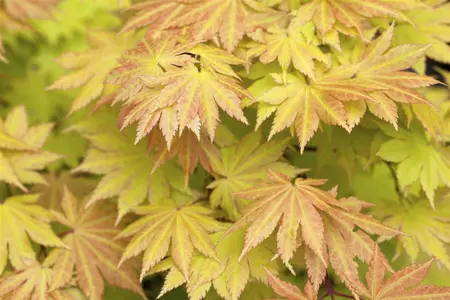 Acer shiras. 'Autumn Moon' - 20-25 CM C3 - image 5