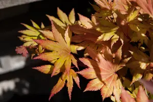 Acer shiras. 'Autumn Moon'