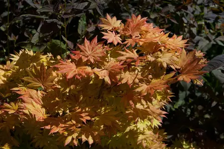 Acer shiras. 'Autumn Moon' - 20-25 CM C3 - image 3