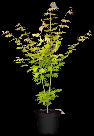 Acer shiras. 'Jordan' - 80-100 CM C15 - image 2