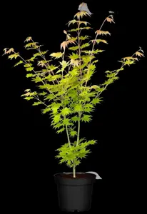 Acer shiras. 'Jordan' - 80-100 CM C15 - image 2