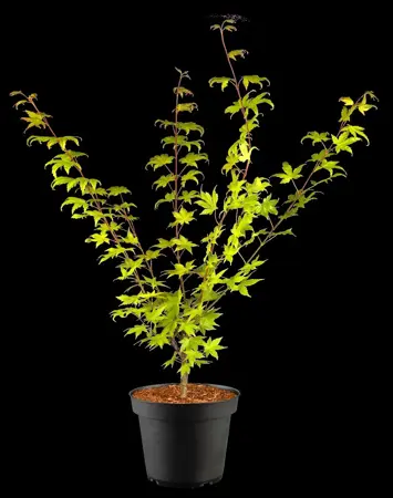 Acer shiras. 'Jordan' - 80-100 CM C15 - image 4