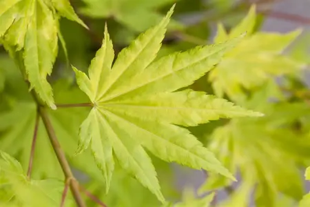 Acer shiras. 'Jordan' - 80-100 CM C15 - image 3