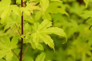 Acer shiras. 'Jordan' - 80-100 CM C15 - image 5