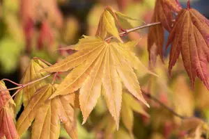 Acer shiras. 'Moonrise'? - 40-50 CM C7.5 - image 3