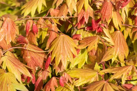 Acer shiras. 'Moonrise'? - 40-50 CM C7.5 - image 4