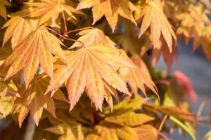 Acer shiras. 'Moonrise'? - 40-50 CM C7.5 - image 5