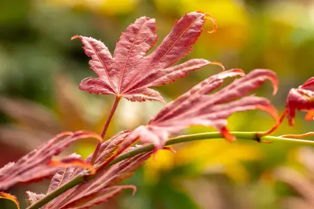 Acer shiras. 'Moonrise'? - 40-50 CM C7.5 - image 1