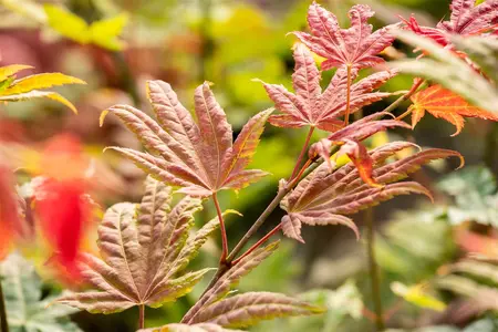 Acer shiras. 'Moonrise'? - 40-50 CM C7.5 - image 2