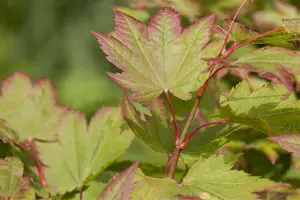 Acer shirasawanum