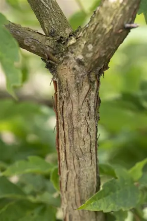 Acer triflorum - 125-150 CM C45 - image 1