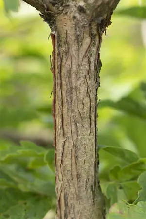 Acer triflorum - 125-150 CM C45 - image 4